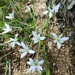 Ornithogalum divergensCvet