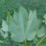 Sterculia apetala Leaf