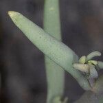 Linaria simplex Hostoa