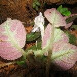 Episcia lilacina Hoja