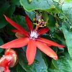 Passiflora miniata ফুল