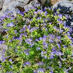 Polemonium pulcherrimum Habitat