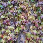 Parthenocissus tricuspidata Hábito