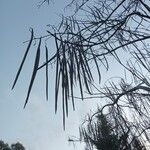 Catalpa ovata ഇല