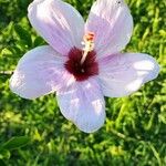 Hibiscus genevii Blodyn