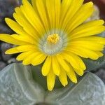 Lithops helmutii Fiore