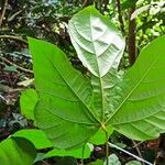 Cola lateritia Leaf