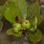 Baloghia drimiflora Vrucht