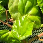 Begonia convolvulacea Leaf