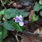 Viola anagae 花