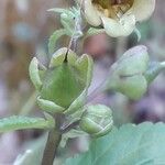 Scrophularia trifoliata Fula
