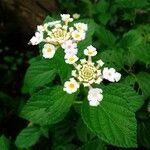 Lantana canescens Blomst