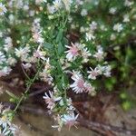 Symphyotrichum ericoidesFlower