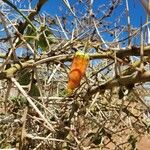 Kedrostis leloja Fruit