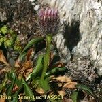 Erigeron neglectus Alkat (teljes növény)