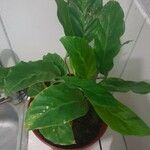 Goeppertia undulata 葉