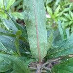 Echium strictum Листок