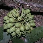 Ephedranthus guianensis Ovoce