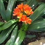 Clivia miniata花