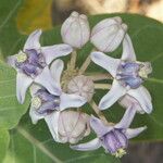 Calotropis gigantea Квітка