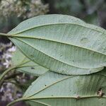 Miconia nutans