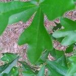 Quercus nigra ᱥᱟᱠᱟᱢ