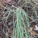 Eragrostis curvula 花