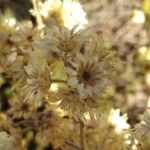 Helichrysum rupestre Fruitua