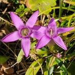 Gentianella germanicaFlower