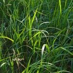 Calamagrostis canescens পাতা