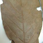 Nectandra cissiflora Beste bat