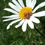 Leucanthemum heterophyllum 花