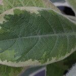 Nicotiana tomentosa Folha