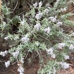 Teucrium marumЛист