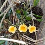 Dendrobium jenkinsii Flor