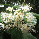 Callicarpa acuminata Λουλούδι