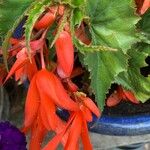 Begonia pendula Bloem