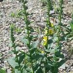 Verbascum virgatum Хабит