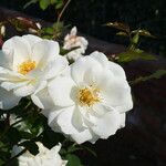 Rosa laevigata Virág