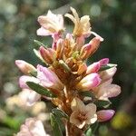 Rhododendron pubescens Otro