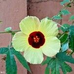 Hibiscus surattensis Flower