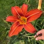 Hemerocallis fulvaΛουλούδι