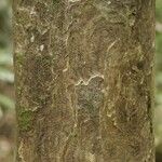 Pachira dolichocalyx Bark