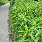 Solidago gigantea পাতা