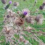 Cirsium vulgareFfrwyth