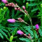 Talinum paniculatum Flower