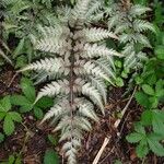 Athyrium niponicum Folla