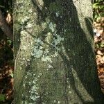 Diospyros cayennensis Bark