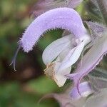 Salvia sclarea Blomma