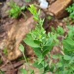 Osyris lanceolata Leaf